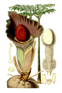 Amorphophallus paeoniifolius Elephant Yam, Whitespot giant arum Amorphophallus paeoniifolius Elephant Yam, Whitespot giant arum